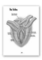 Load image into Gallery viewer, The Mystery Of The Undercover Clitoris Book By Dr. Sadie Allison